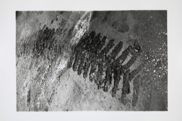 repro CAUE FLASH0035